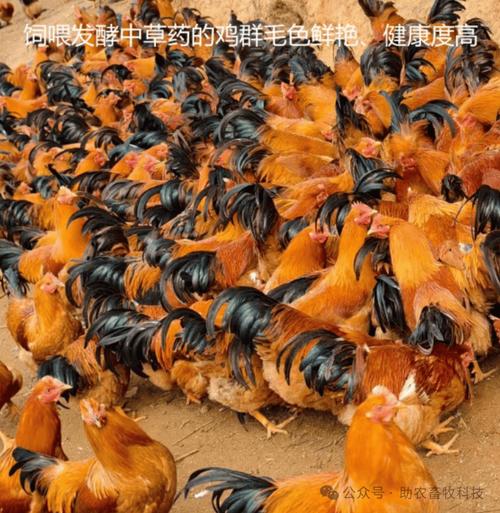 畜禽水产养殖上饲料运用技术的关键策略